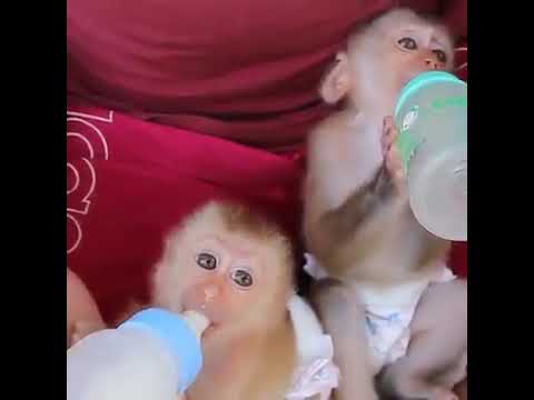 Doi pui de maimuta foarte simpatici! Priviti, merita toti pupicii din lume! SUBSCRIE! CANALUL!