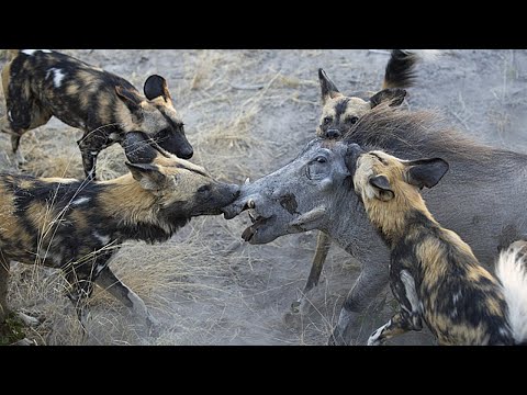 Video el poder de los perros salvajes perros salvajes vs jabali leopardo  guepardo leona por Top5 Explorador