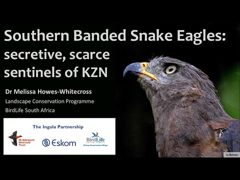 Southern Banded Snake Eagles - secretive scarce sentinels of the coastal forest - Bird Club Talk