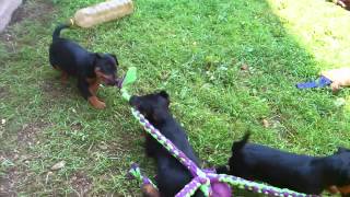 Angry Puppies - Nemški Lovski Terier - Leglo Jagdterrier - Welpen