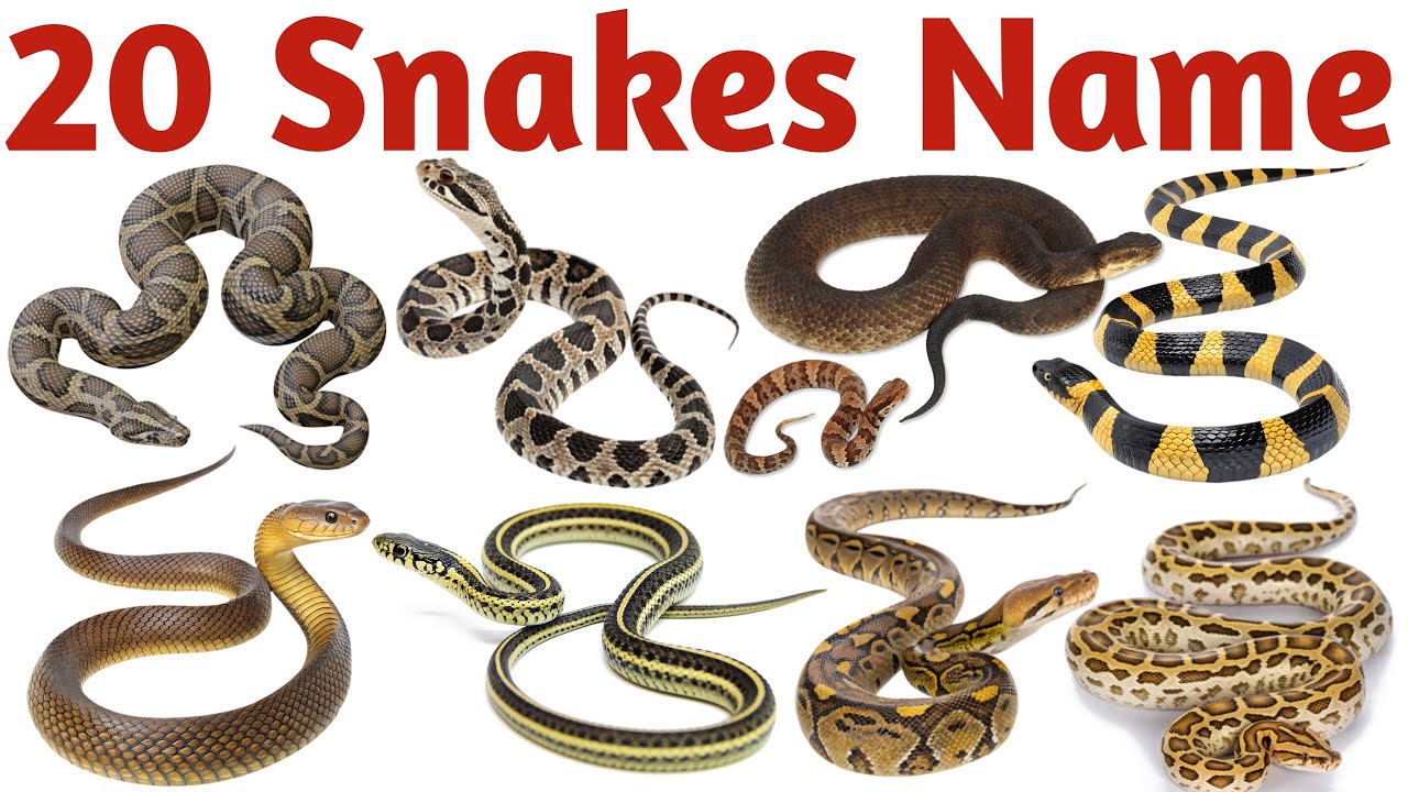 Snake Names in English | Types of Snakes for Kids | Preschool Learning Video