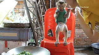 Wow Baby Monkey Donal Standing On High Chair Wait To Test Stir Fry Shrimp