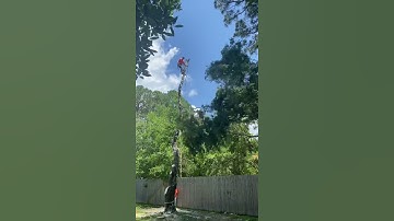 Natural Crotch Rigging! Maple Removal