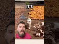Cat runs a tight ship! #cat #cats #catshorts #catlife #catvideo #farm #farmer #farming #farmlife
