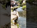 #animalvideos #fannydog #fishing