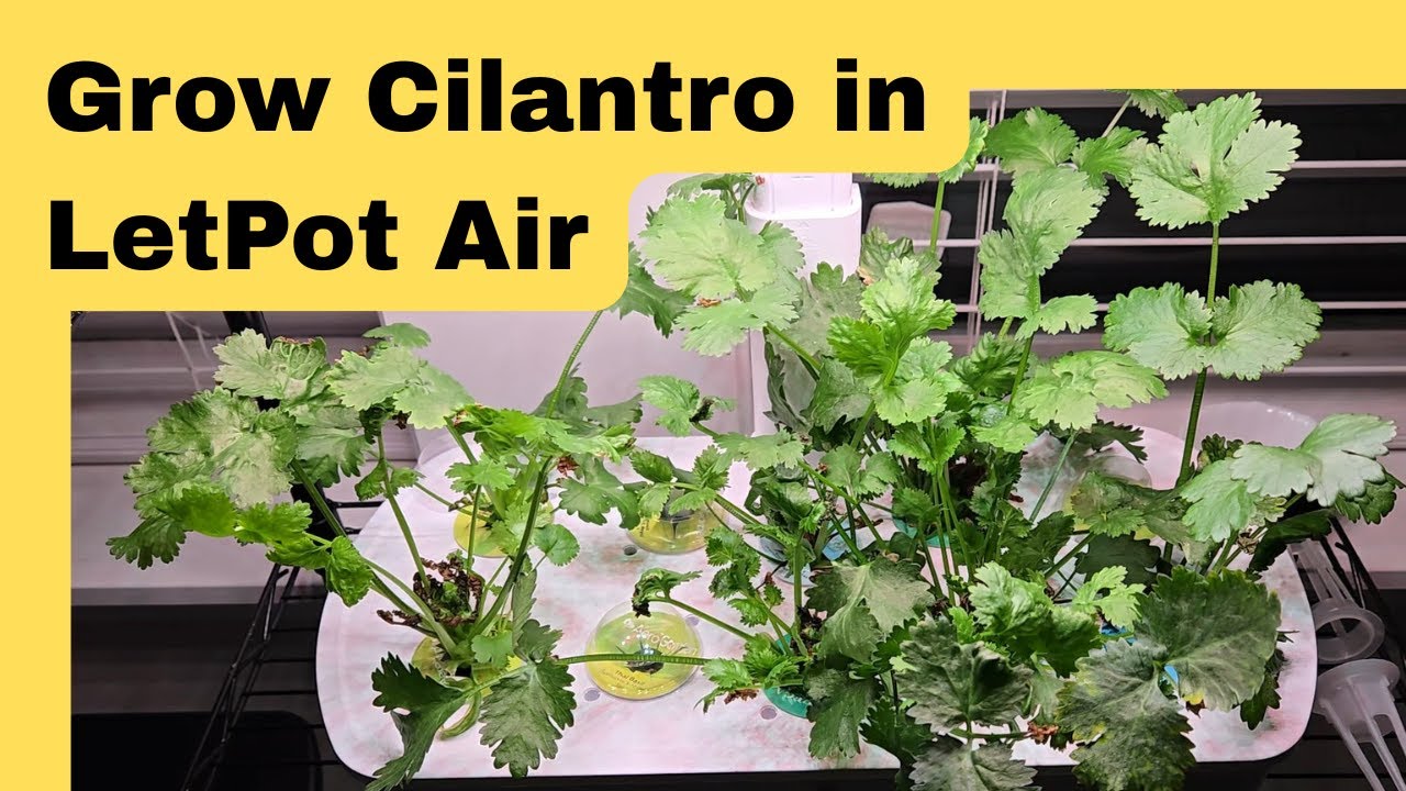 Выращивание кинзы в гидропонной системе LetPot Air, Санто