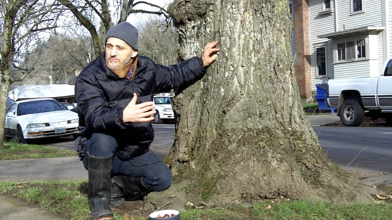 Heiko's World of Permaculture Plants: Hazelnuts, Chestnuts and Walnuts - YouTube