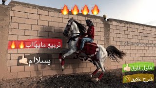 #فلوق (١) ركوب الخيل تربيع حرارة مايهّااب شرح عن عليقة👌🏻👌🏻