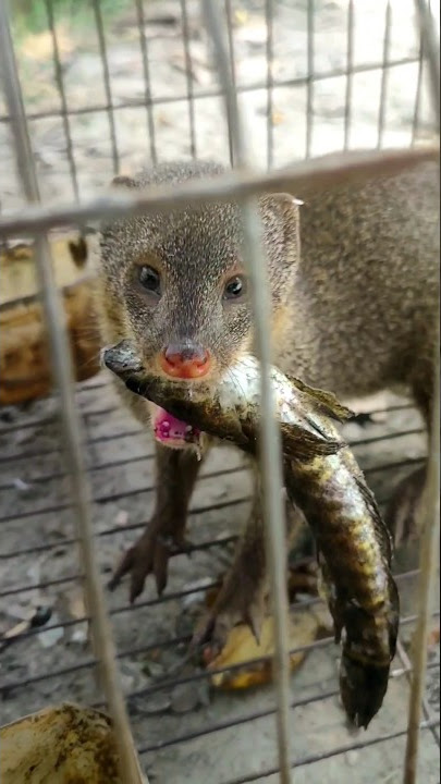 Jon Cena xotini bilan jinsiy aloqa video Rus Viola anal porno