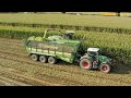 KRONE BiG X 1180 Maisernte 2019