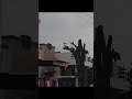 #nirmit0611 #viral #trending #bird