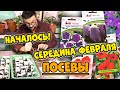 Середина февраля. Пора снять перцы, баклажаны, петунии, и ещё кое что!