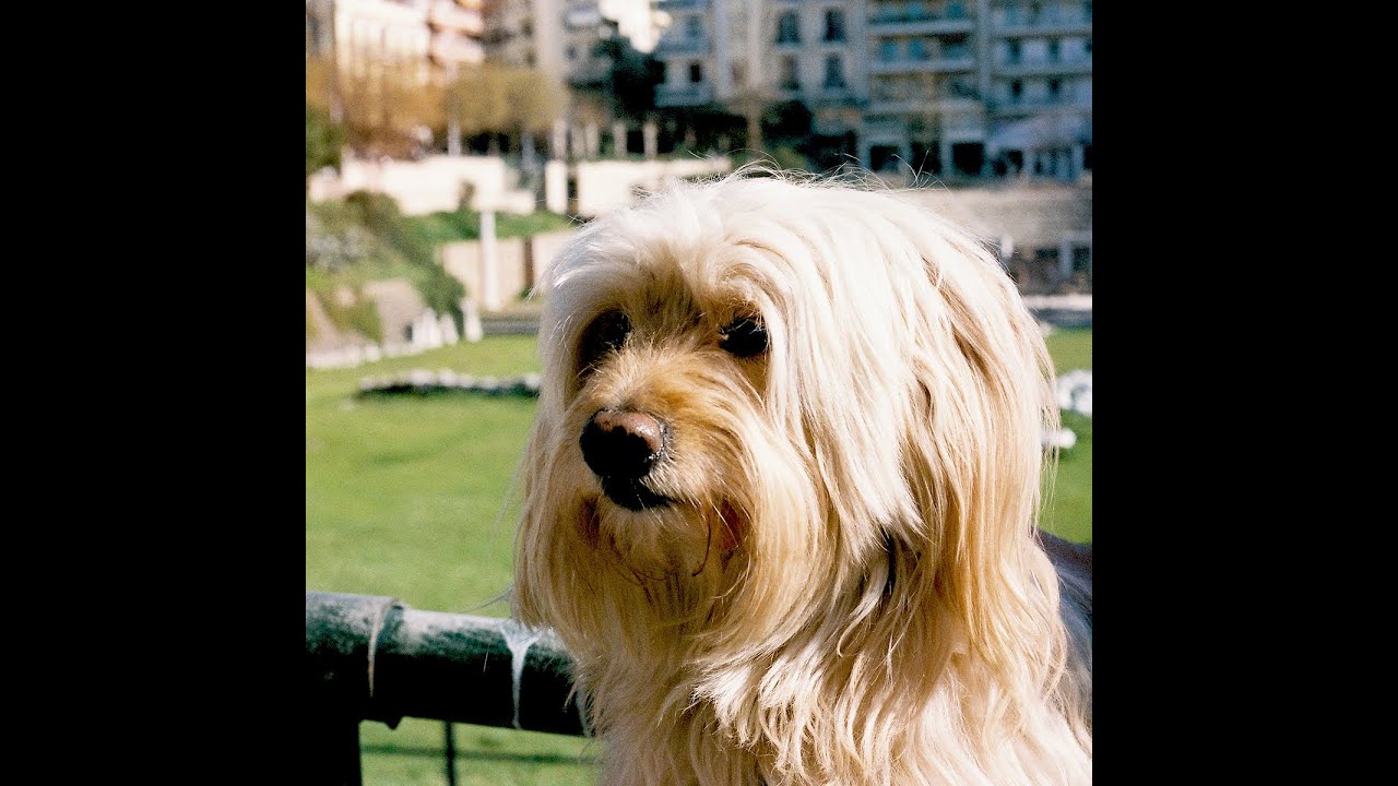 Tot Straks - Утка Море Пистолет