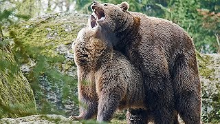 Nationalpark Bayer. Wald: Braun-Bären flirten und paaren sich- Mating