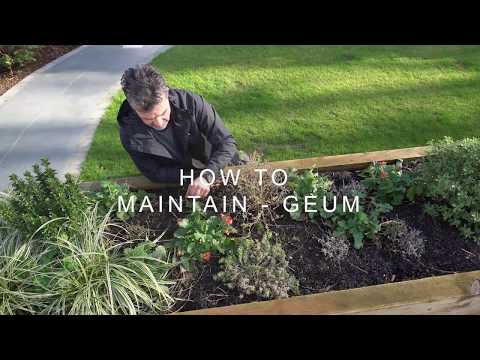 Video: Creeping Avens Care: Naučte se pěstovat rostlinu Geum Creeping Avens