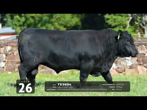 LOTE 26   TAT TE3894 M Angus