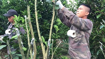 Ghép Cải Tạo Bưởi Ruby Ở Thanh Hoá(Thang bom vlog)ghep bịt đầu