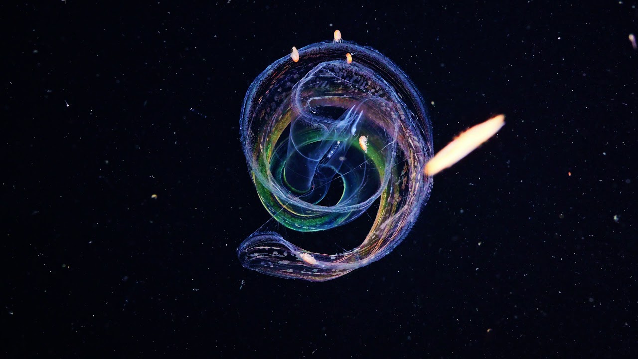 Cestum veners Venus girdle YouTube