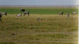 Video thumbnail of "Ladysmith Black Mambazo Swing Low Sweet Chariot"