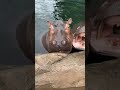 Home Safari - Hippos (Fiona) - Cincinnati Zoo