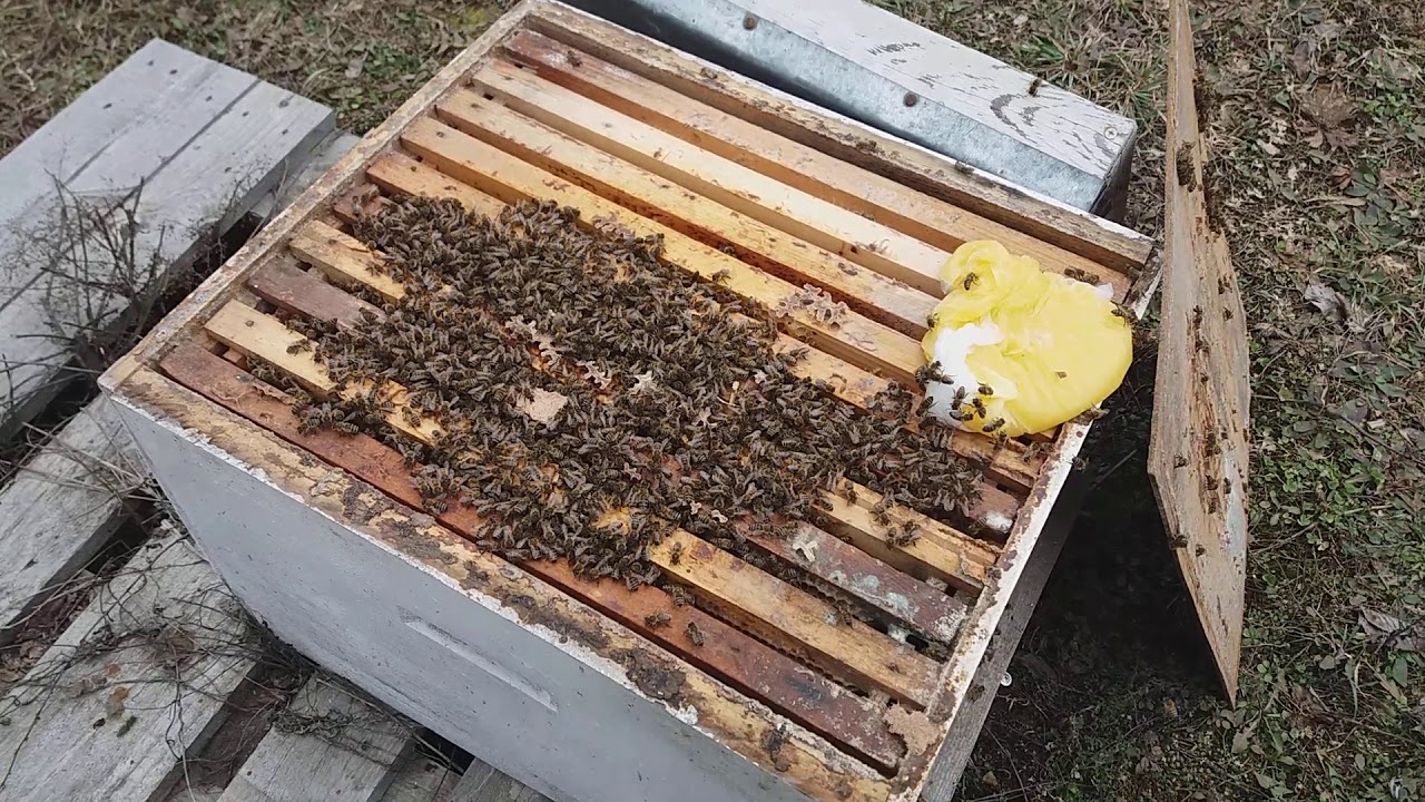 Подкормка пчел весной сахарным. Весенняя подкормка пчел медом. Пчеловодстве для подкормки пчёл. Подкормка пчел медом весной. Кормушки медовые для пчел.