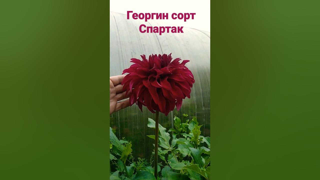 Георгины шорт трек