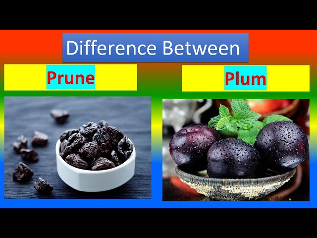 Prunes Vs. Plums: How Are They Different?