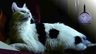 Murattal Al Quran Juz 5 Animal Background- Latar Video Hewan HD Quran for Kids