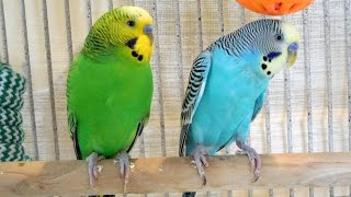 2 males and 2 females budgies making a master music in the Spring.  6 Hr Parakeet Chirping.