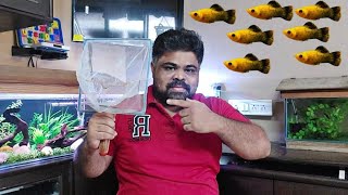 पहिला Aquarium Fish आपल्या Livebearer Aquarium चा | Transferring My All Molly Fish To 2.5Ft Aquarium