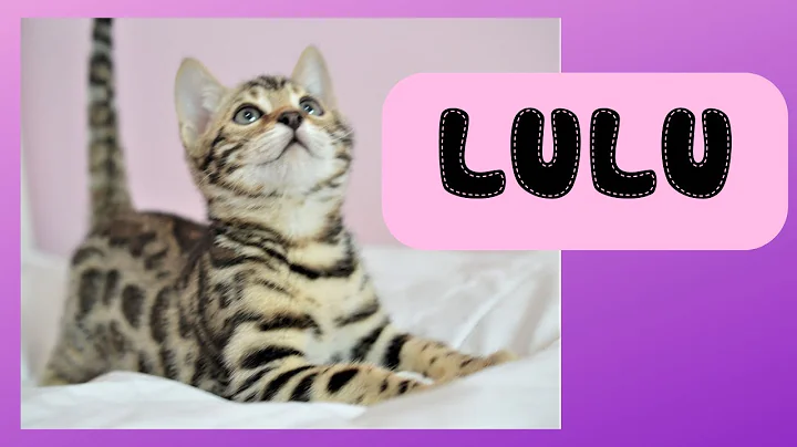 Video 603581: bengal kitten meowing, brown spotted bengal kitten, spotted female bengal kitten, bengal kitten home, bengal kitten first, bengal house cat, bengal grooming, jumping bengal