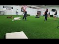 American Bully training 3+ minutes of down with distractions.