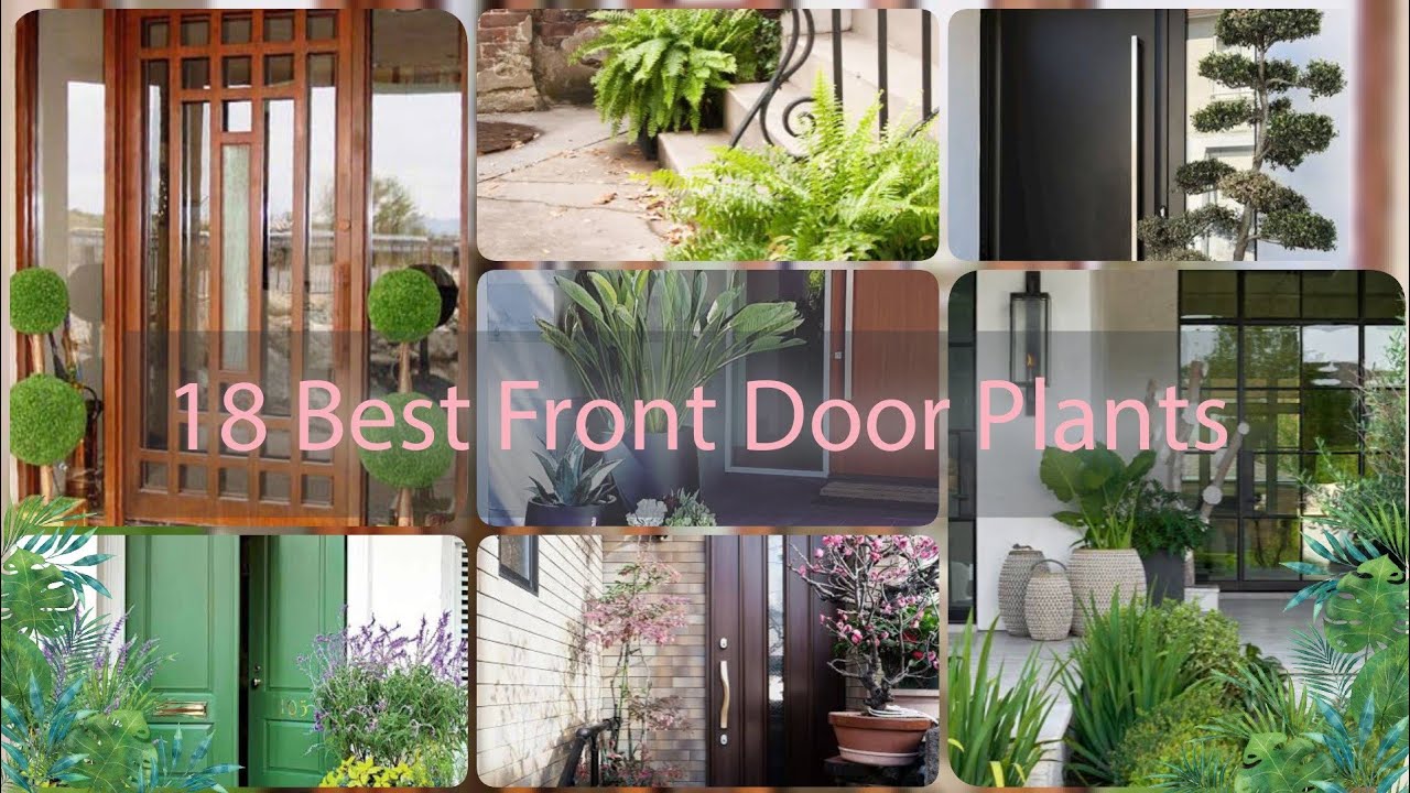 18 Best Plants for front door Plants for your entrance Variety Vault