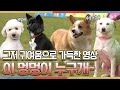 【#아멍대】멍-하게 보다보면 3분순삭🐕 보호자 닮아 더 귀여운 멍뭉이들🐕 | 2020추석특집아이돌멍멍선수권대회 #TVPP| MBC 201002 방송