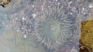 Sea Anemone | ดอกไม้ทะเล