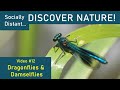 Introduction to Dragonflies &amp; Damselflies - Discover Nature #12