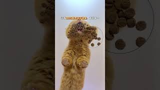 PP eats durian-shaped food today. #cat #eating #cute #glass #mukbang #animals #funny #shorts