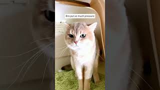 Funny Cat Videos #cat #funnycats #pet #funnypets #shorts