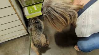 Border terrier Leeloo in her favourite shop.