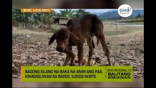Balitang Amianan Baka, May Anim Na Paa