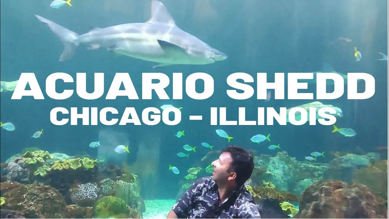 Chicago el Acuario Shedd Parte 1 YouTube