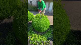 Satisfying Gardening Work 🌳 #garden #cleaning #grass #lawn #viral #fyp