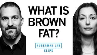 What Is Brown Fat? Why It's Good & How to Get It | Dr. Susanna Søberg & Dr. Andrew Huberman