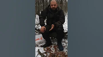 Берлога медведя как укрытие для выживания
