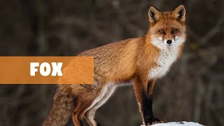 MYSTERIES UNLEASHED: THE CUNNING CHRONICLES OF FOXES by The Fauna Corner 311 views 1 month ago 7 minutes, 20 seconds