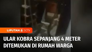 Ular Kobra Sepanjang 4 Meter Ditangkap Petugas Damkar di Rumah Warga di Bogor | Liputan 6
