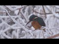 Kingfisher in the snow 🔴