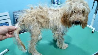 Grooming A MATTED And Skinny Cockapoo