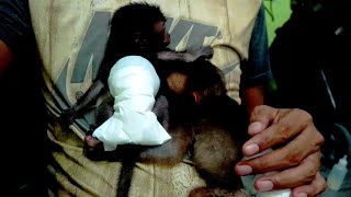 Two Spoiled Baby Monkeys Are Always The Same As Father