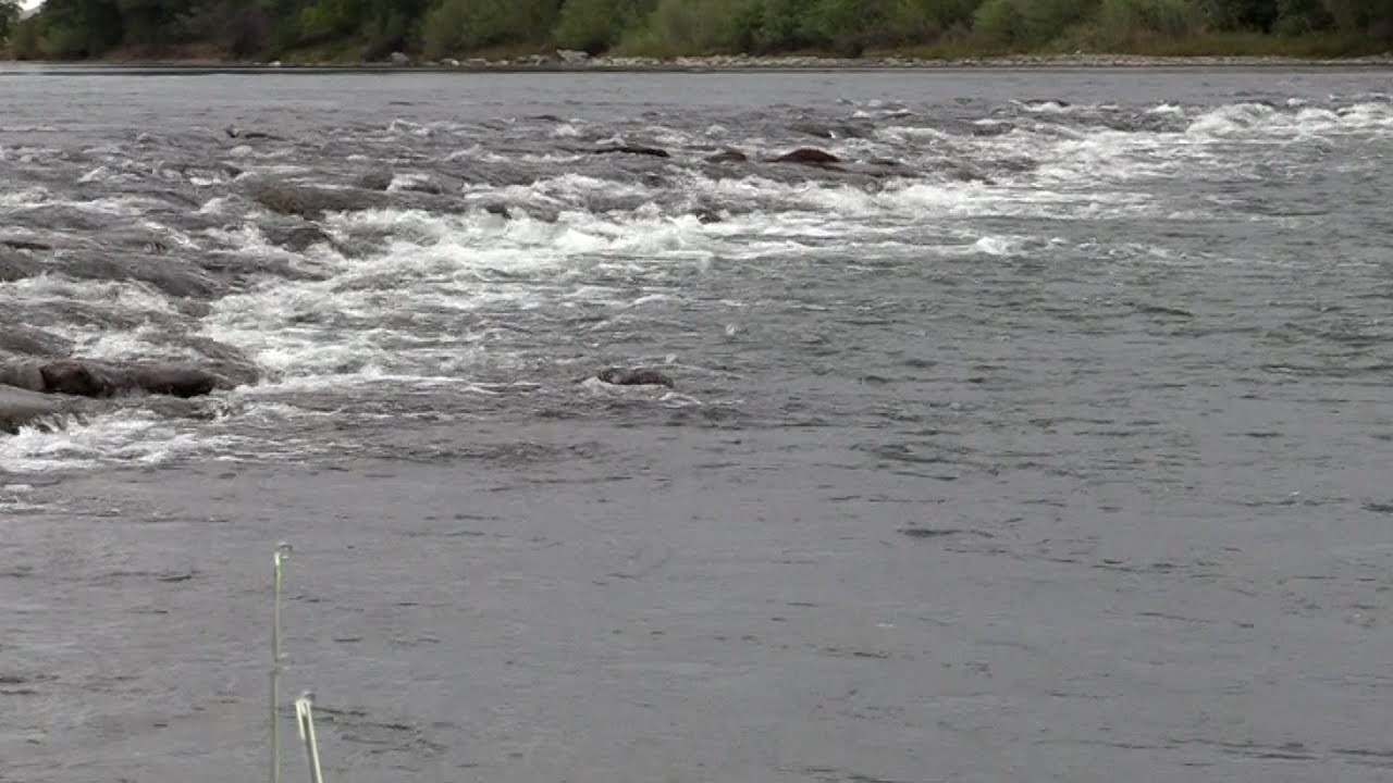 Fly Fishing a Drop Off Shelf on the Sacramento River
